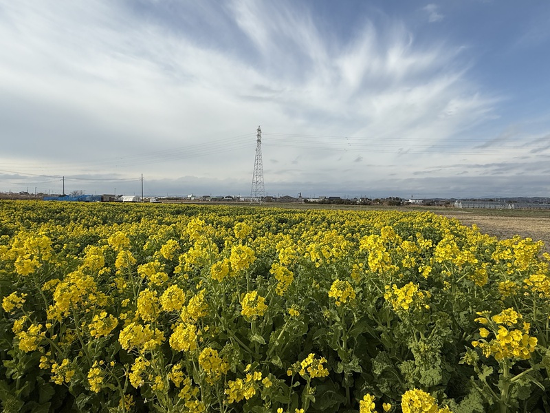 菜の花畑
