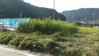 今日の草は　しんどい!! 2015/09/28 15:27:03