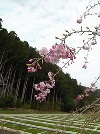 桜 2014/03/30 17:12:00
