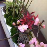 盆栽。