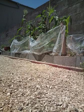 竹チップを敷設しました。