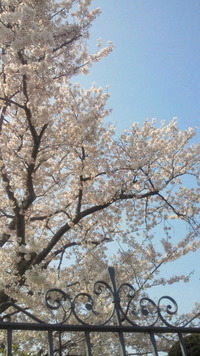 初めての春 2012/04/09 12:44:14