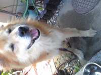 トムさん夏バテ気味… 2009/07/16 14:18:55