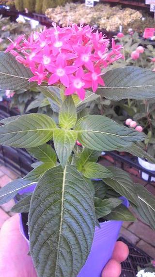 夏の暑さに強い花・ペンタス