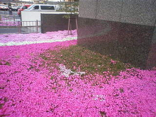 静岡の芝桜