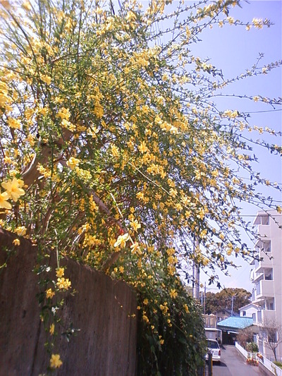 雲南黄梅の花