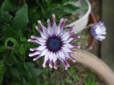 変な形の花 暇なおじさんの趣味の写真