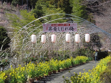 奥山高原　しだれ梅が見頃です