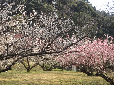 豊岡梅園　8分咲き