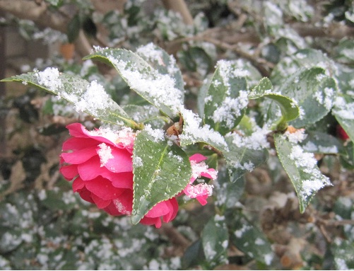 雪積の中でも春の気配