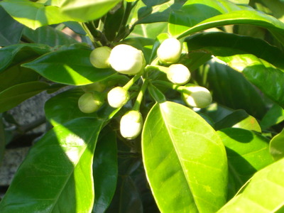 果樹園は花盛り