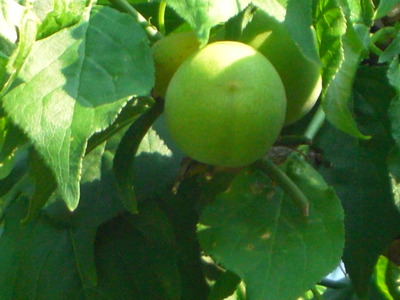 果樹園は花盛り