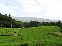 二番茶