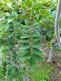 山椒の収穫