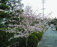 本興寺の桜、満開間近！
