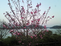 浜名湖ＳＡの桜。