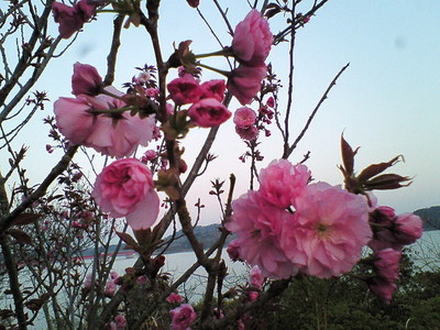 浜名湖ＳＡの桜。