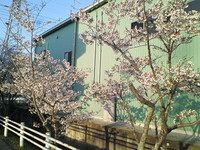 本興寺の桜！！！