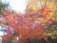 紅葉。 2009/11/28 22:46:52