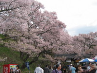 お花。