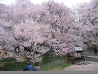 お花。