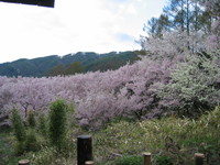 お花。