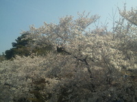 桜満開。 2011/04/10 16:48:05