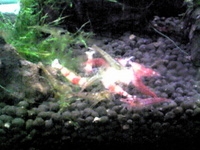 エビ団子。 2008/10/24 06:16:55
