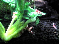 レッドビー。 2008/11/10 10:03:47