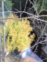 紅葉。 2008/11/22 13:09:14