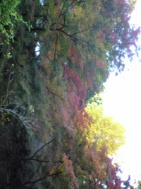３ヶ所目。 2008/11/22 15:16:03