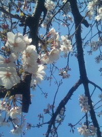 ついでの桜。 2010/04/08 19:06:18