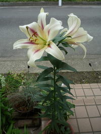 今年最後のゆり 2009/07/03 14:09:45