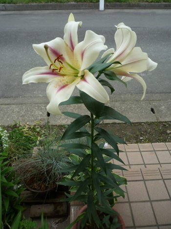 今年最後のゆり