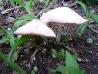 き・・・きのこ！！？？？ 2009/07/06 23:47:28