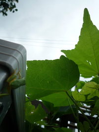 蛙目線 2009/08/01 16:20:43
