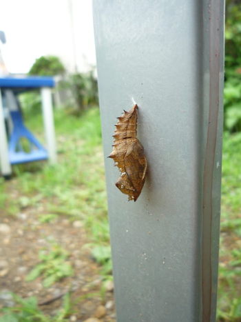 さなぎ