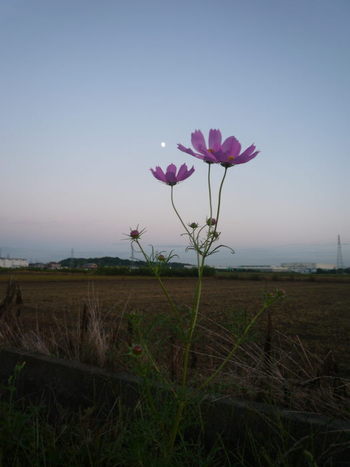 秋～