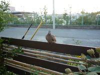 鳩～！ 2009/10/19 12:48:51
