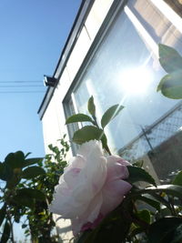 山茶花～。 2009/11/06 21:11:05
