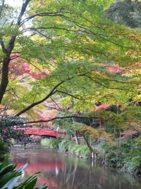 紅葉～。 2009/11/19 16:11:32