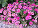 花々その３