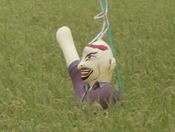 稲穂