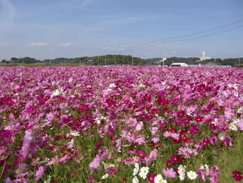 秋桜♪