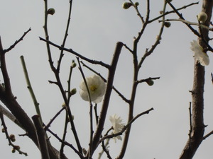 梅の花