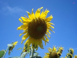 米津 開花祭！！