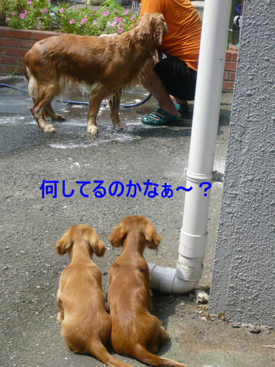 しゃんぷ～　