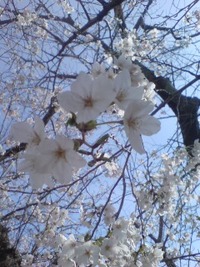 桜咲く 2010/03/28 17:34:27