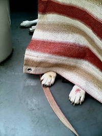 克服方法は？