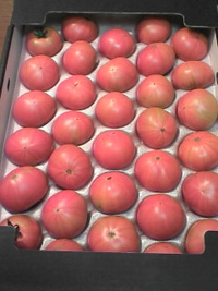 tomato